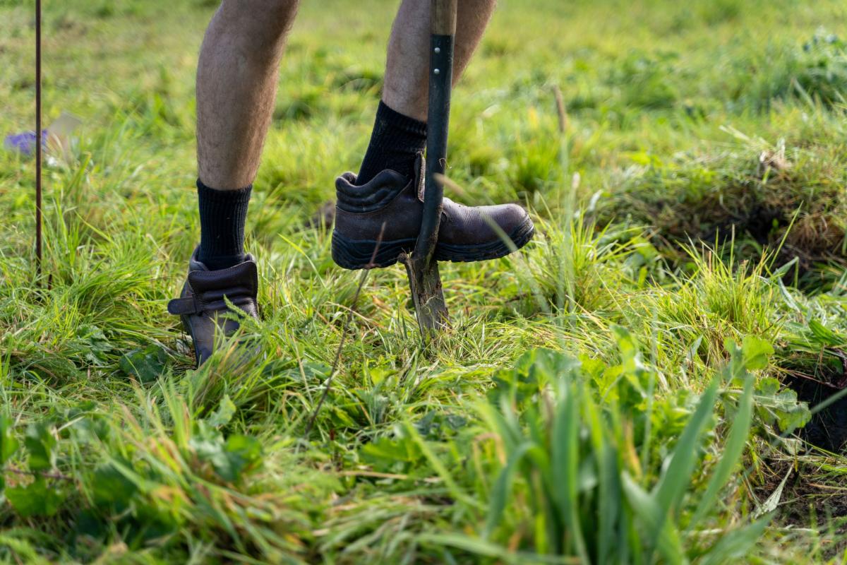 Careful turf clearance- we can see just the bottom of a persons leg's with one foot on a spade in grass