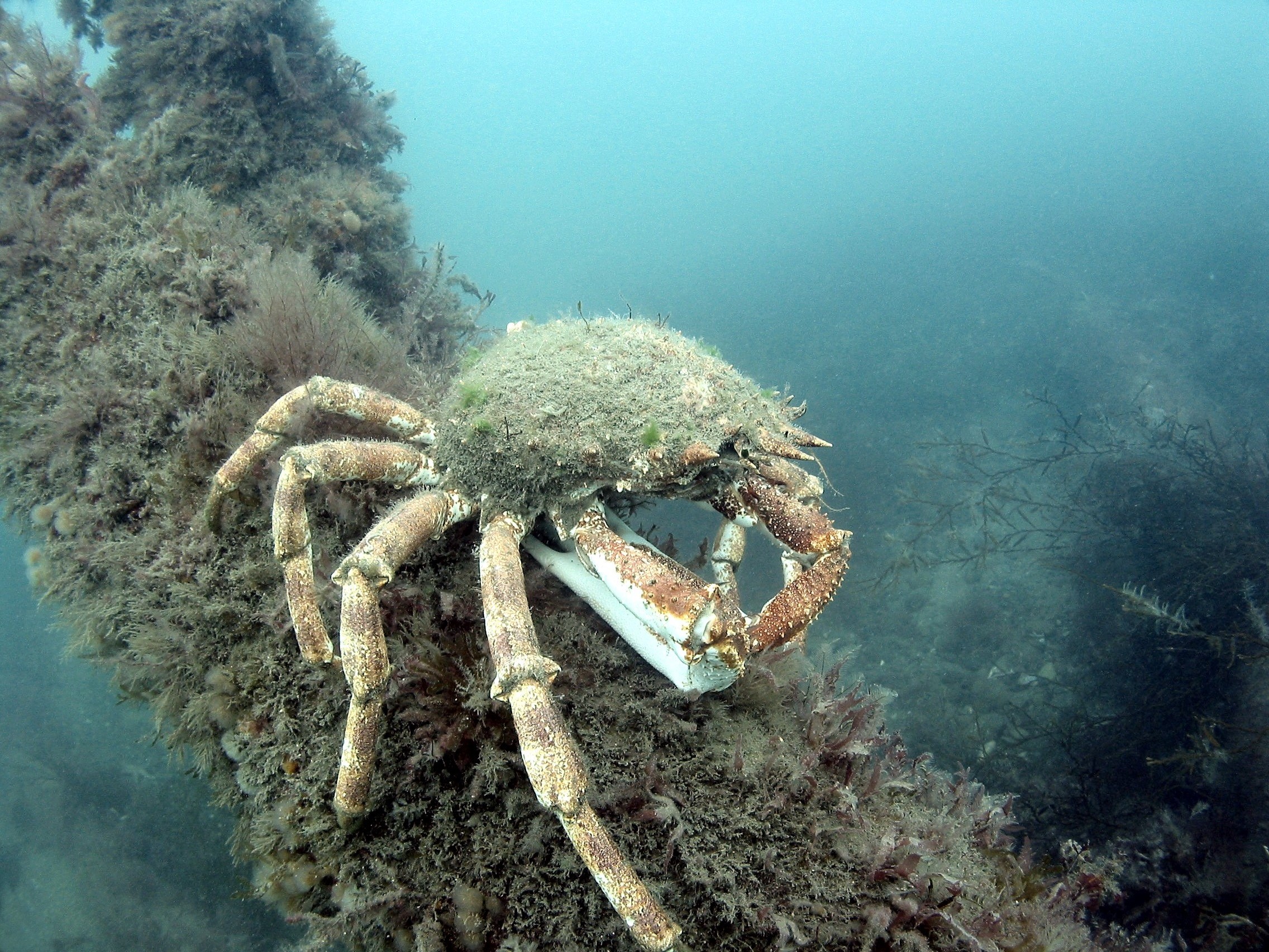 Wrecks on the Seabed: Ecology | Our Work | Wessex Archaeology