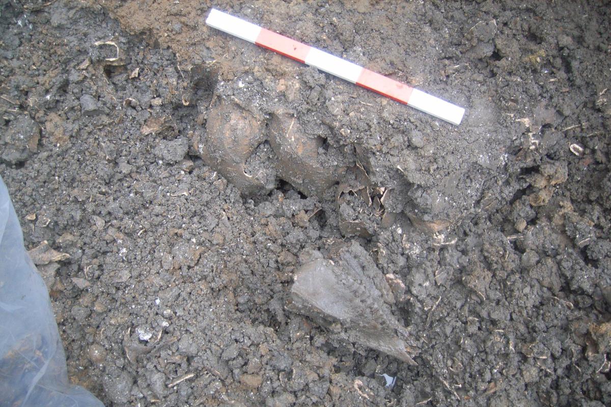 Animal skulls discovered within a pit