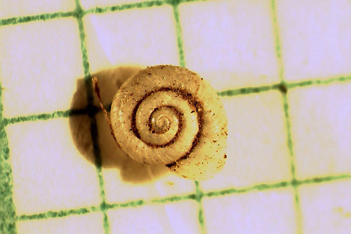 Snail shell under the microscope