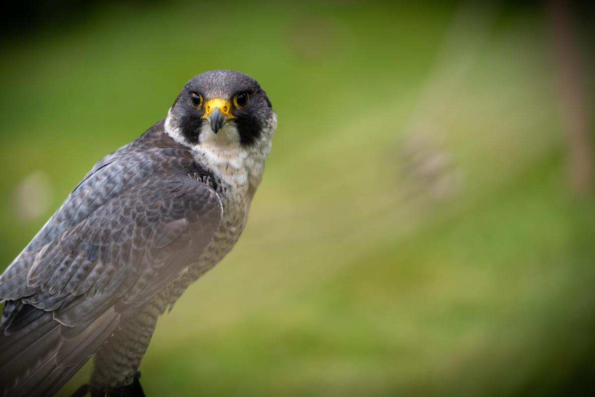 A falcon