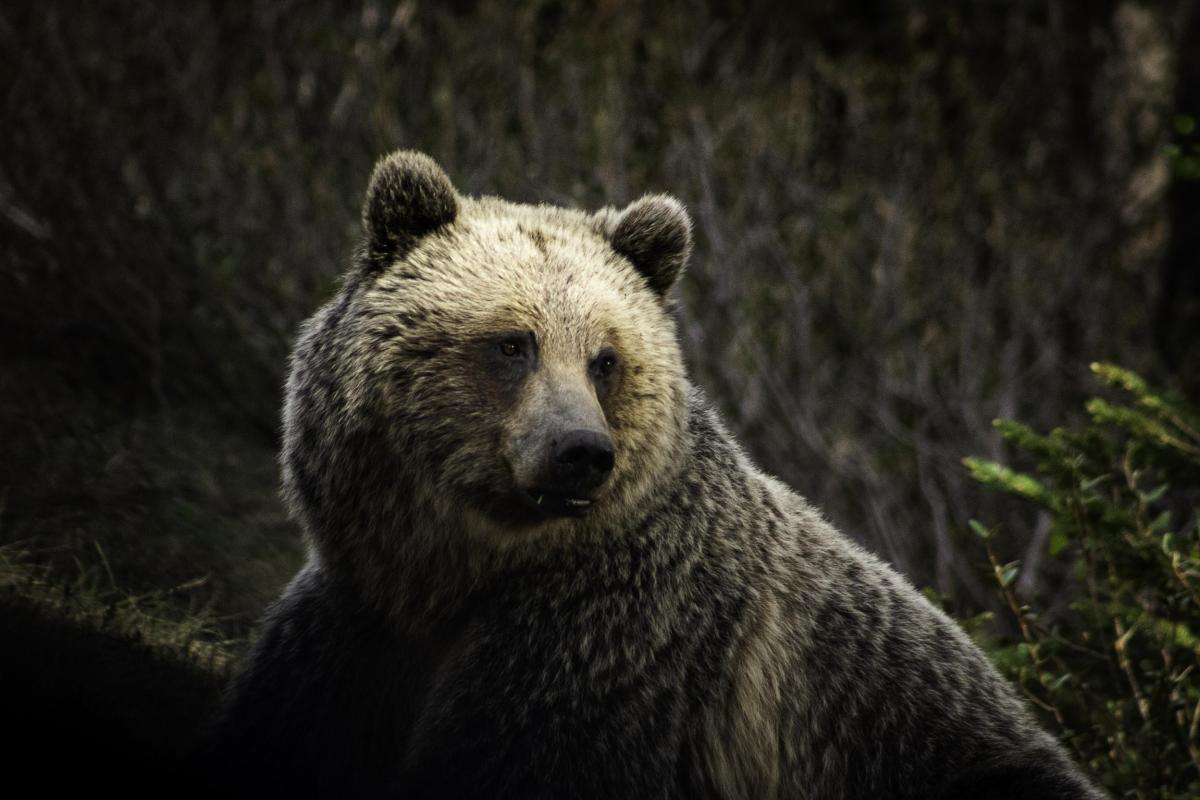 Photograph of a bear, taken by Tom Westhead during his time in Canada