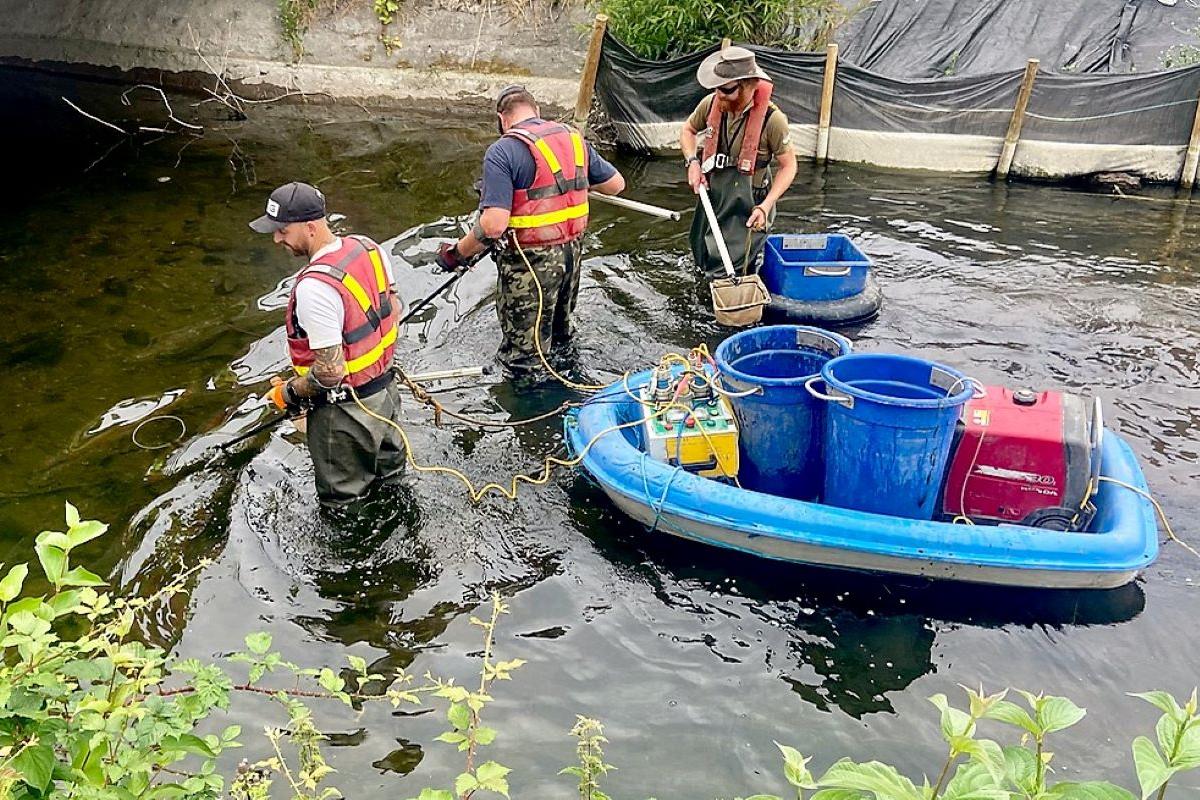 The Environment Agency Fisheries team work to relocate fish on the River Avon