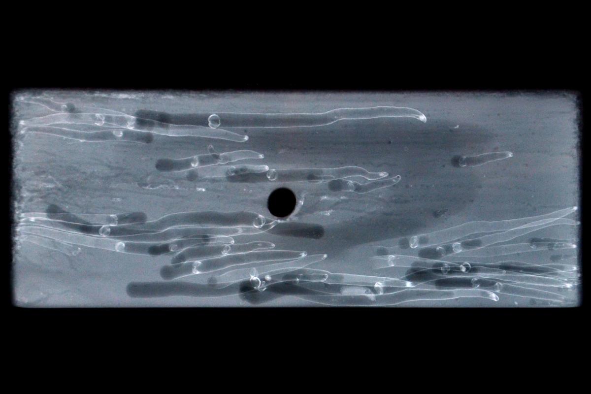 X-ray of shipworm burrows