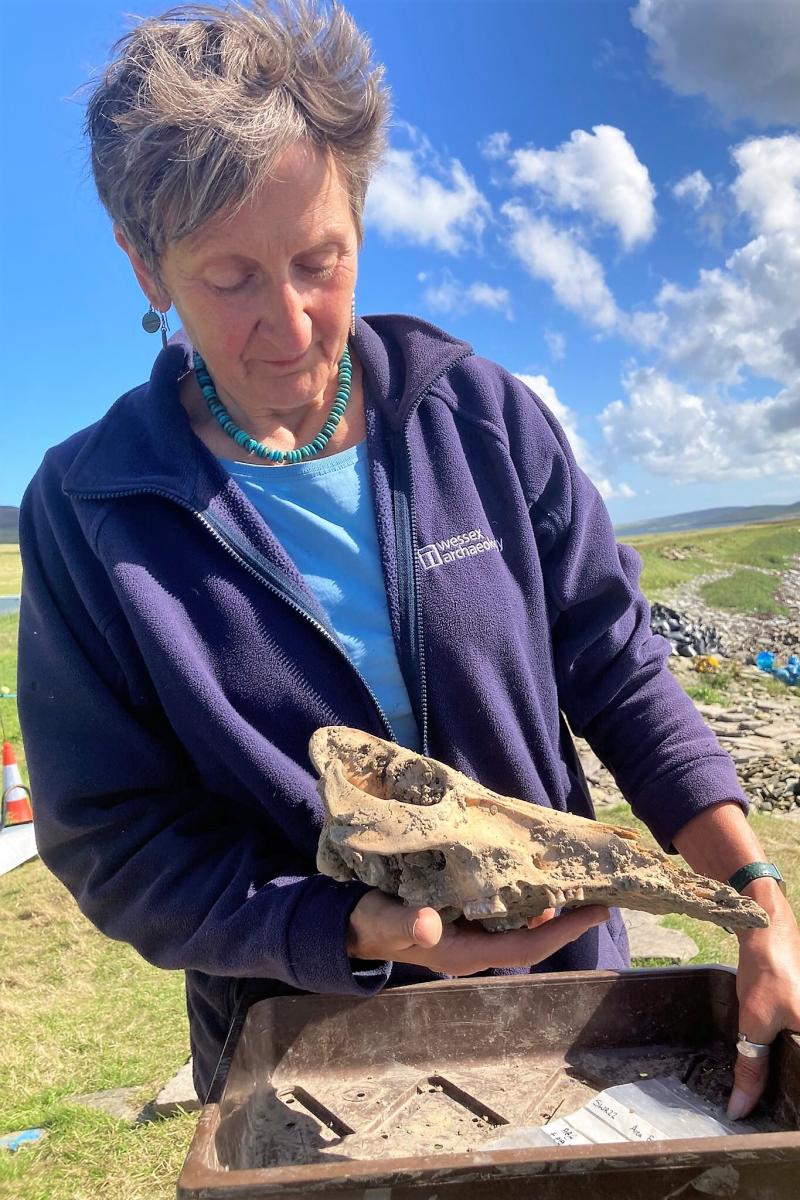 Jackie McKinley, Principal Osteoarchaeologist, holds the skull of a pig during excavations of an Iron Age site on Orkney