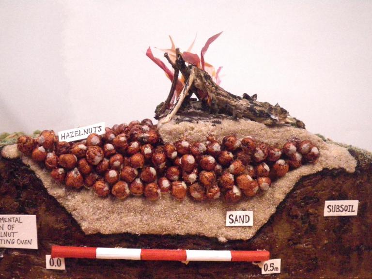 How did ancient Europeans roast hazelnuts? 