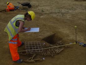 Recording an animal burial at Riding Court, Datchet